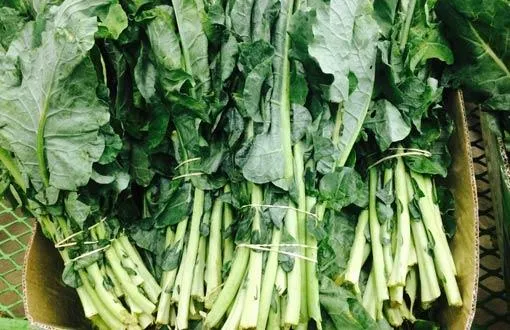 croquetas de acelgas croquetas