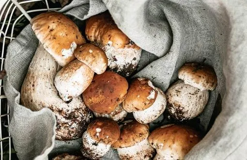 croquetas de boletus croquetas